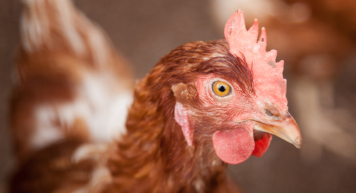 Met overname Polen richt ForFarmers zich op de onderkant van de markt