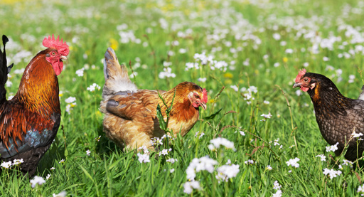 Winstwaarschuwing ForFarmers komt uit de lucht vallen