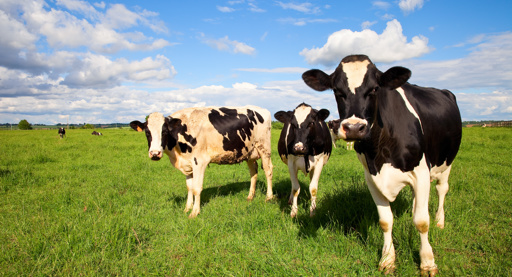 DGB koopt eigen aandelen bij MountainShield in