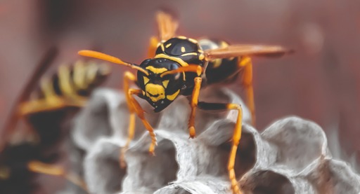 Koers-winstverhouding is een wespennest voor beleggers