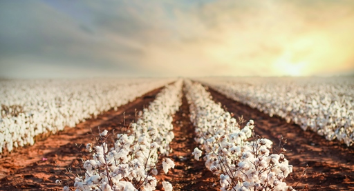 Beleggen in ‘zachte’ grondstoffen