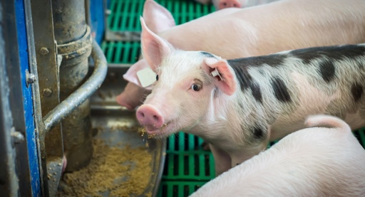 Drie probleemdossiers voor nieuwe topman ForFarmers