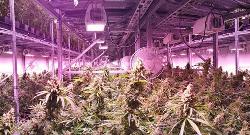 Cannabismarkt begint voor Amerikaanse fiscus interessant te worden